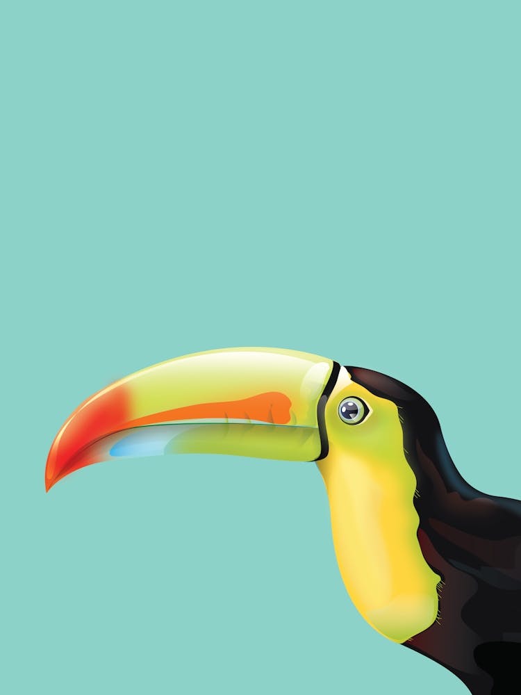 Toucan
