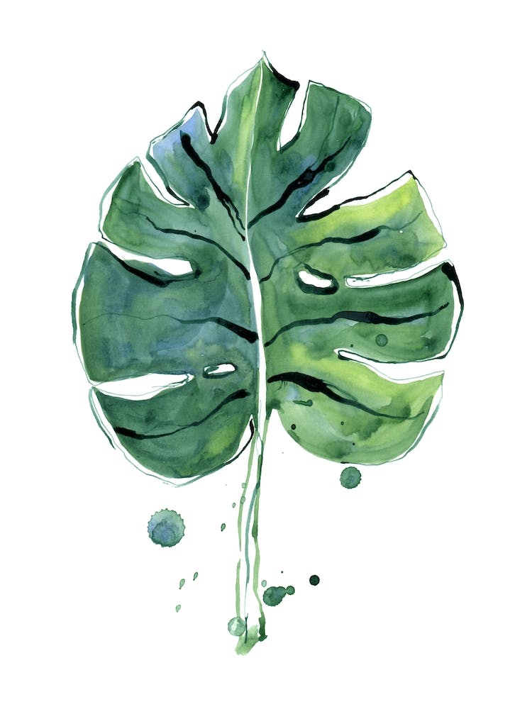 Monstera