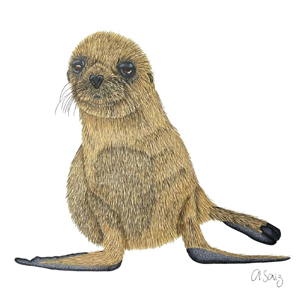 Baby Seal. 1
