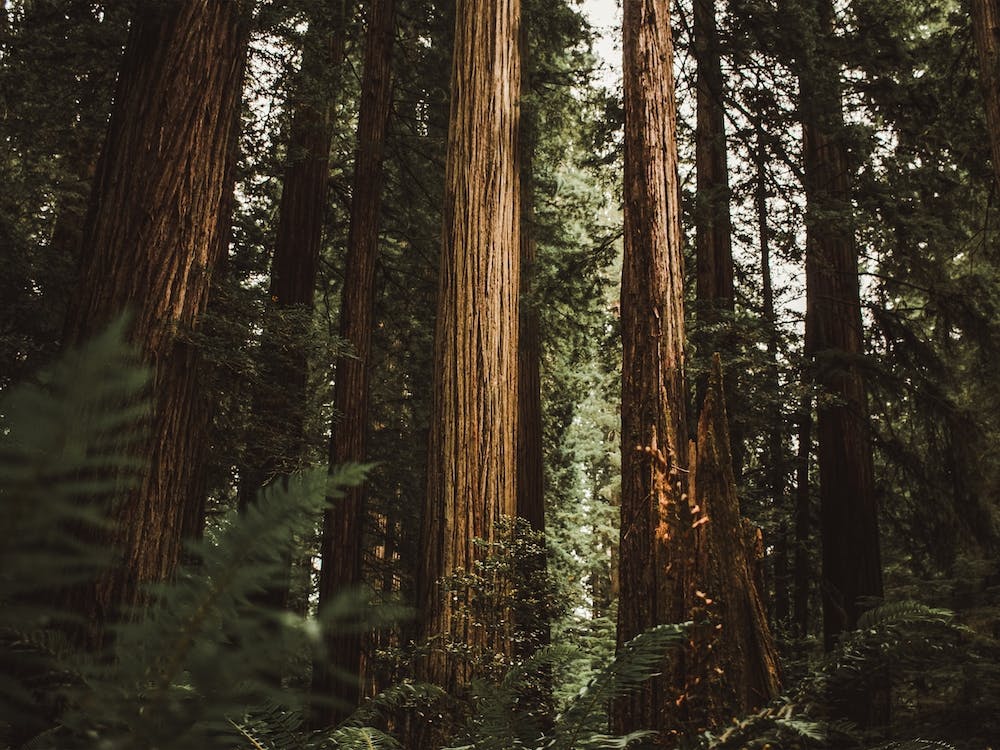 Redwood Trees