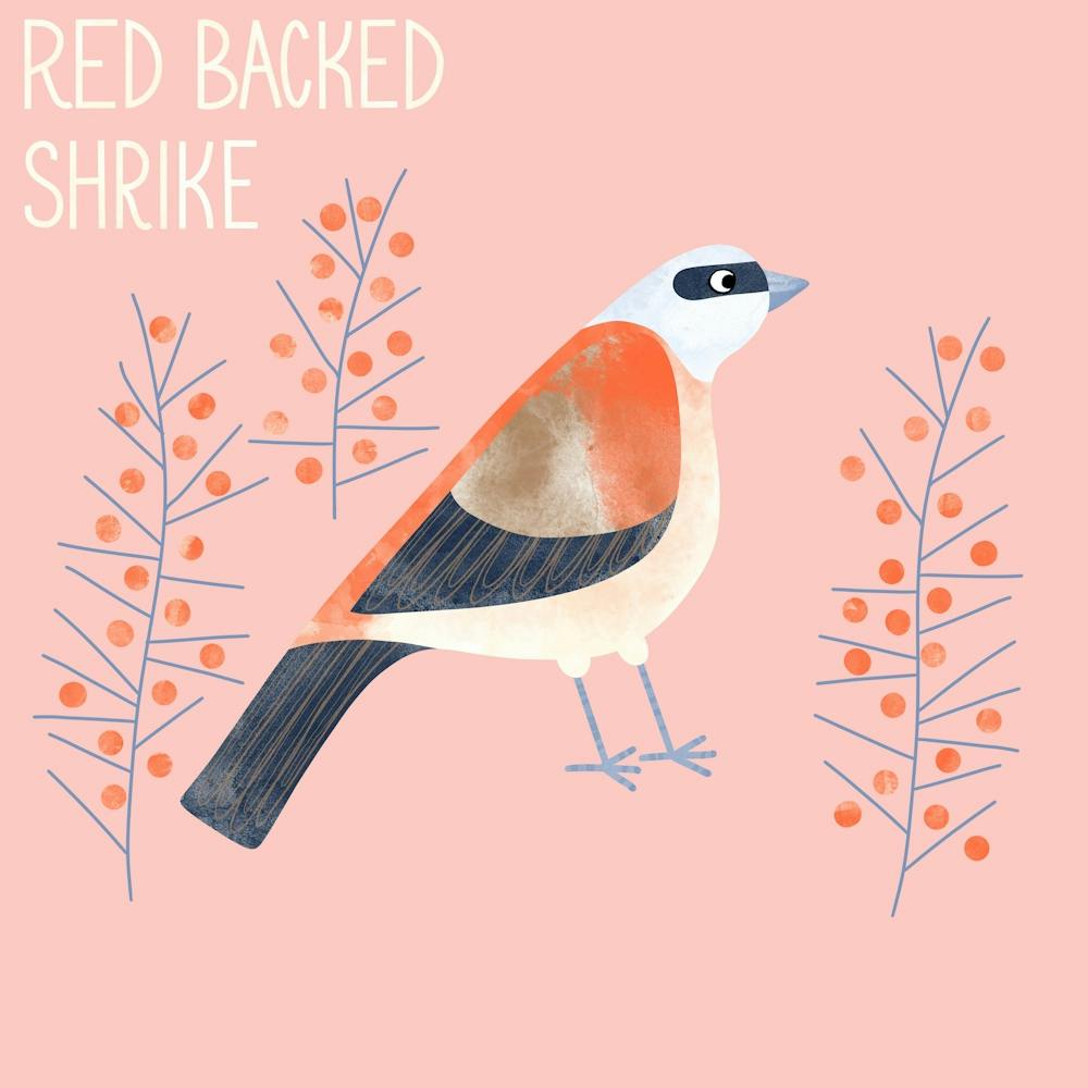 Red Backed Shrike Bird