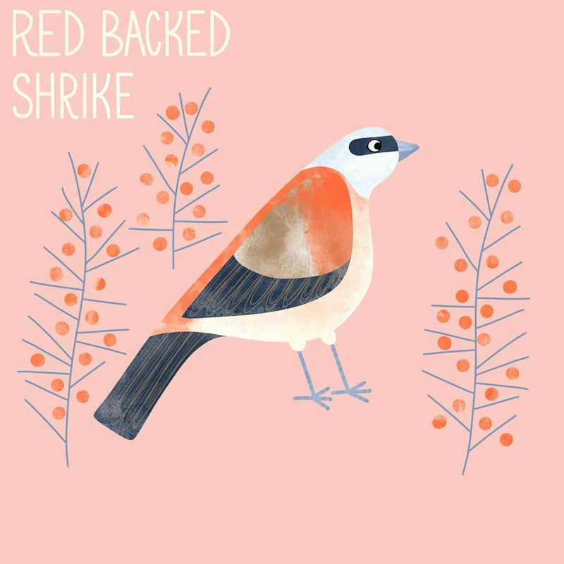 Red Backed Shrike Bird