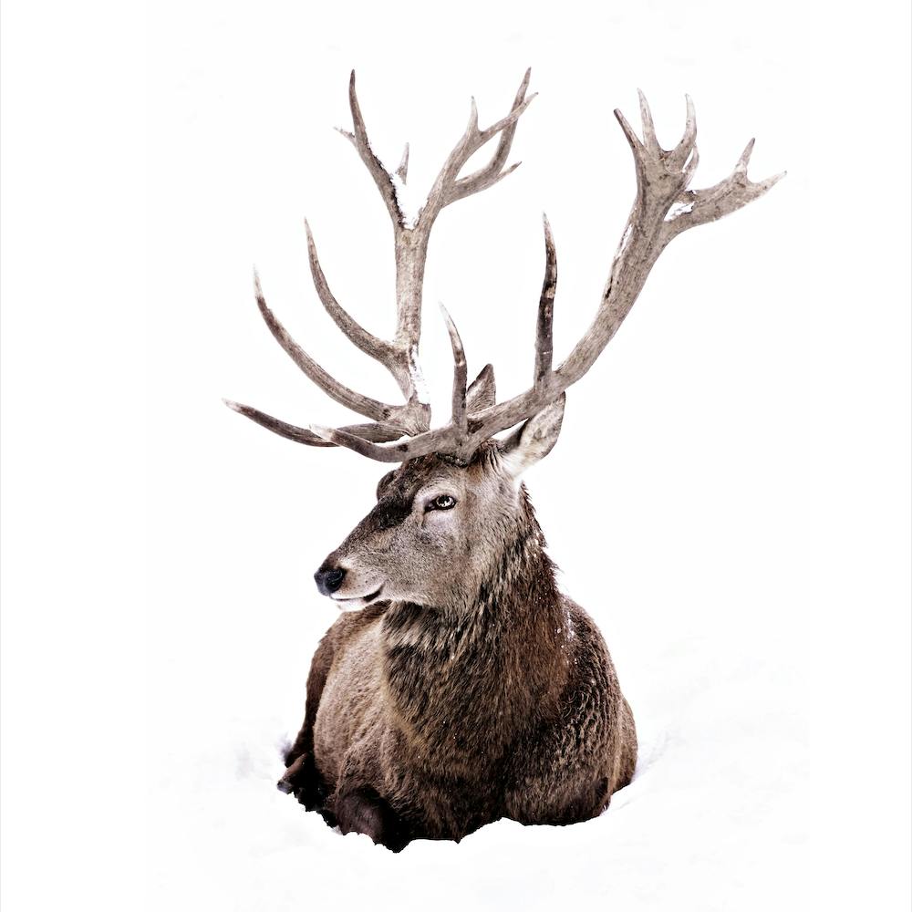 Stag In Snow 2 Square