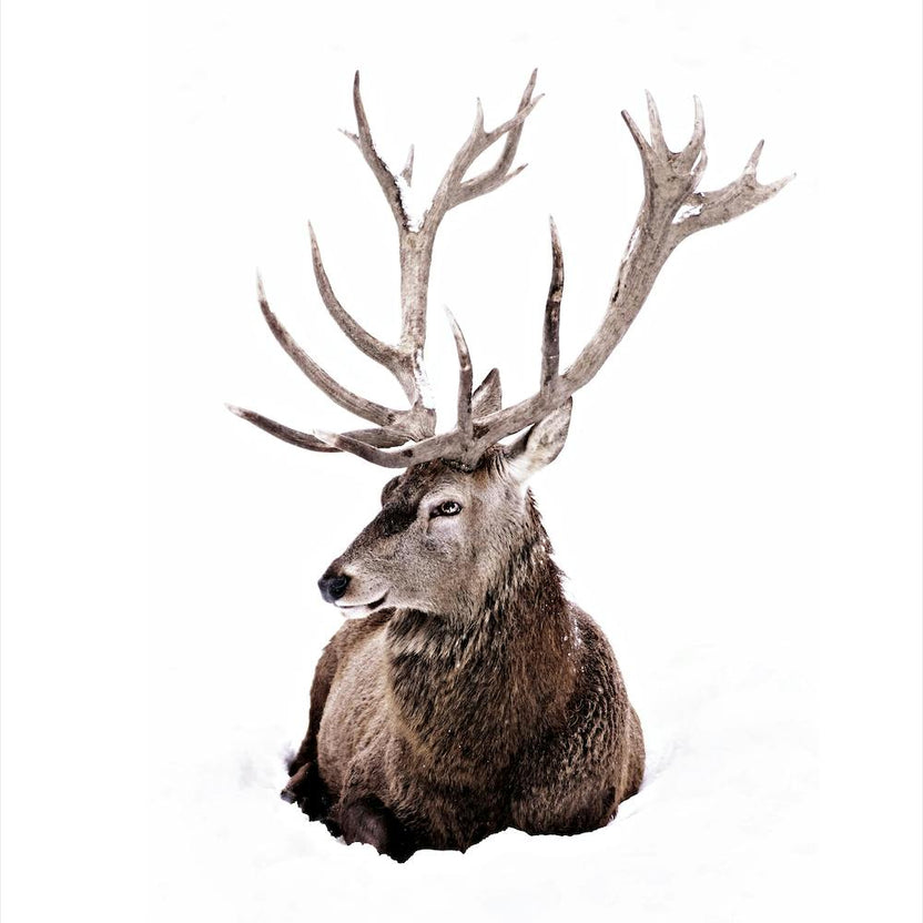 Stag In Snow 2 Square