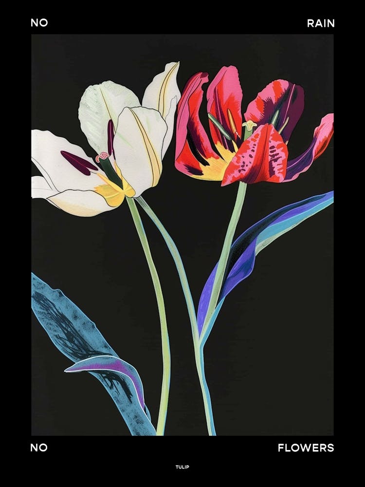 No Rain No Flowers Poster Tulip 3