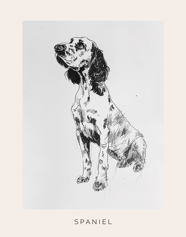 Spaniel Detailed Line Sketch 1 Poster