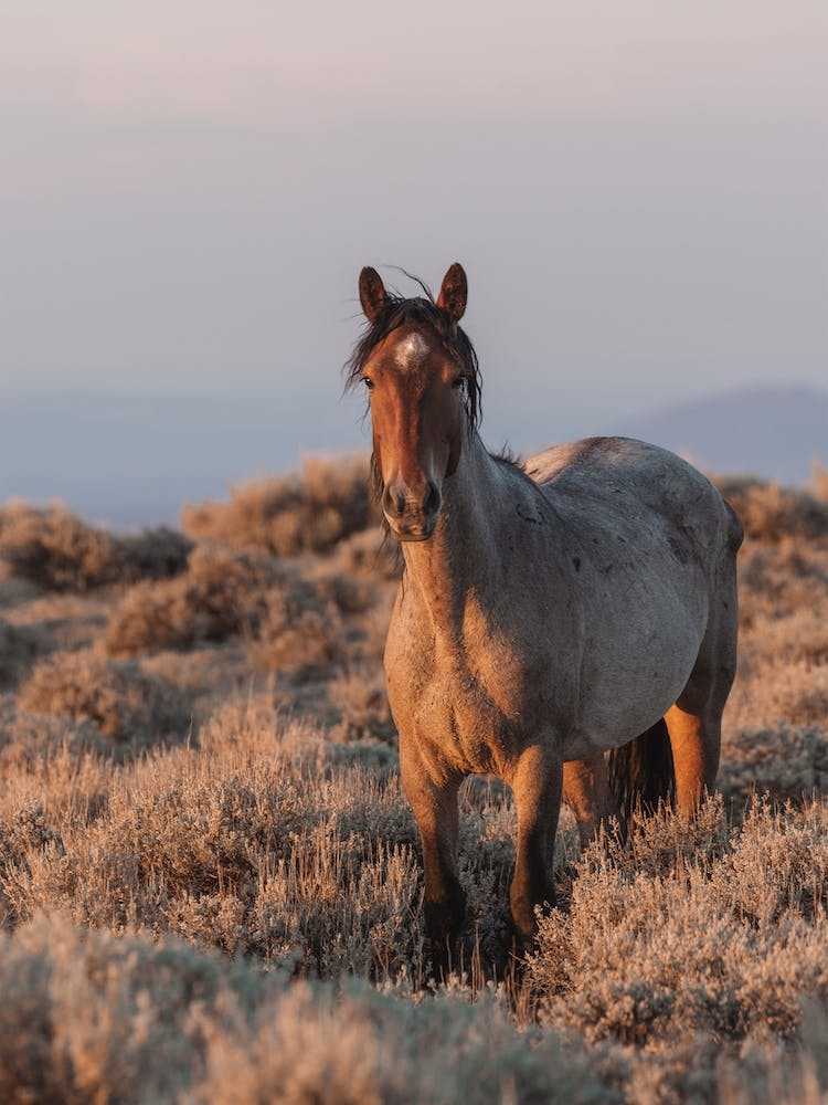Wildpferd zur Goldenen Stunde