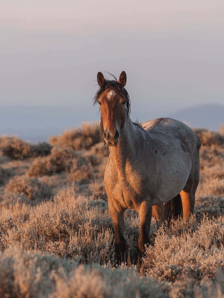 Wild Horse At Golden Hour