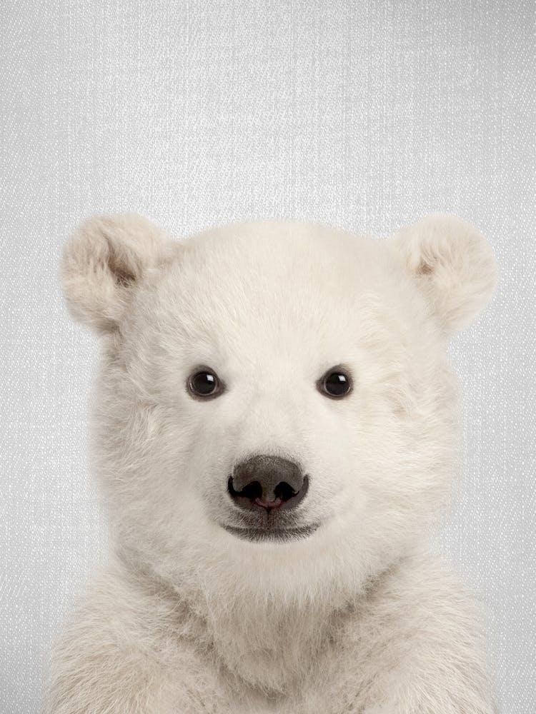 Baby Polar Bear
