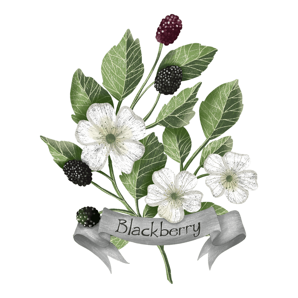 blackberry botanical drawing