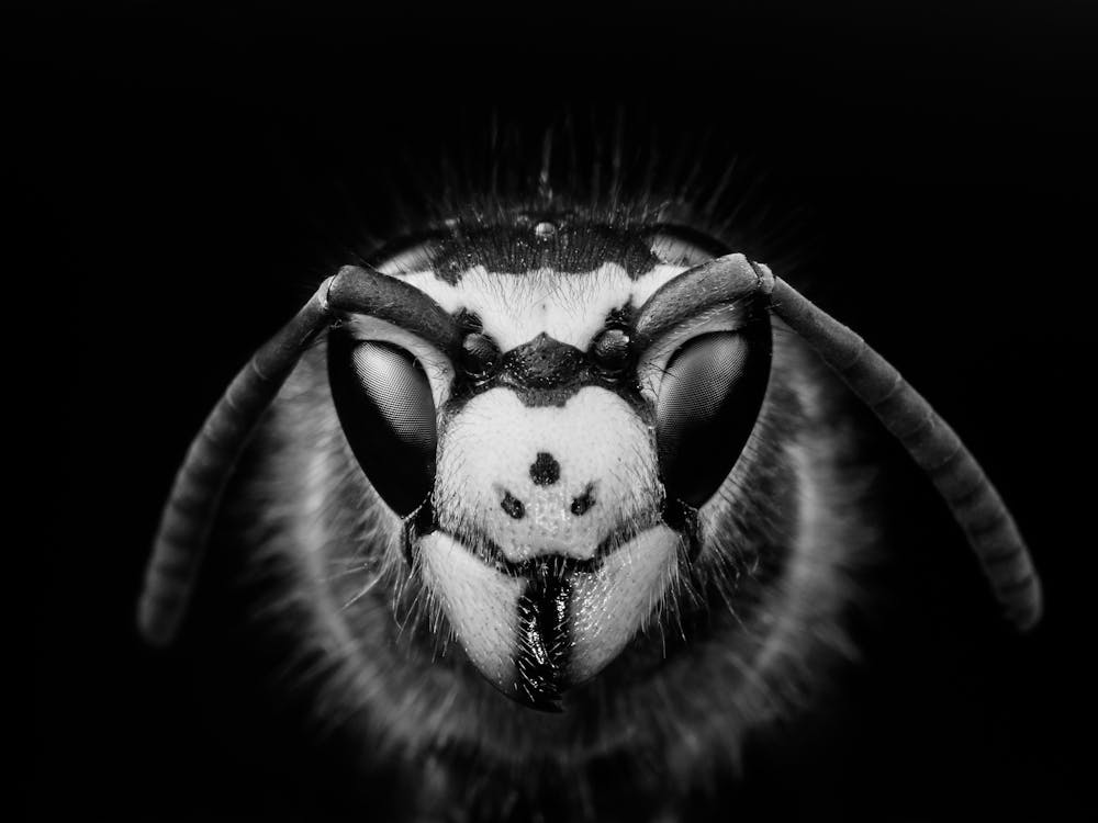 Black And White Portrait Of A Wasp