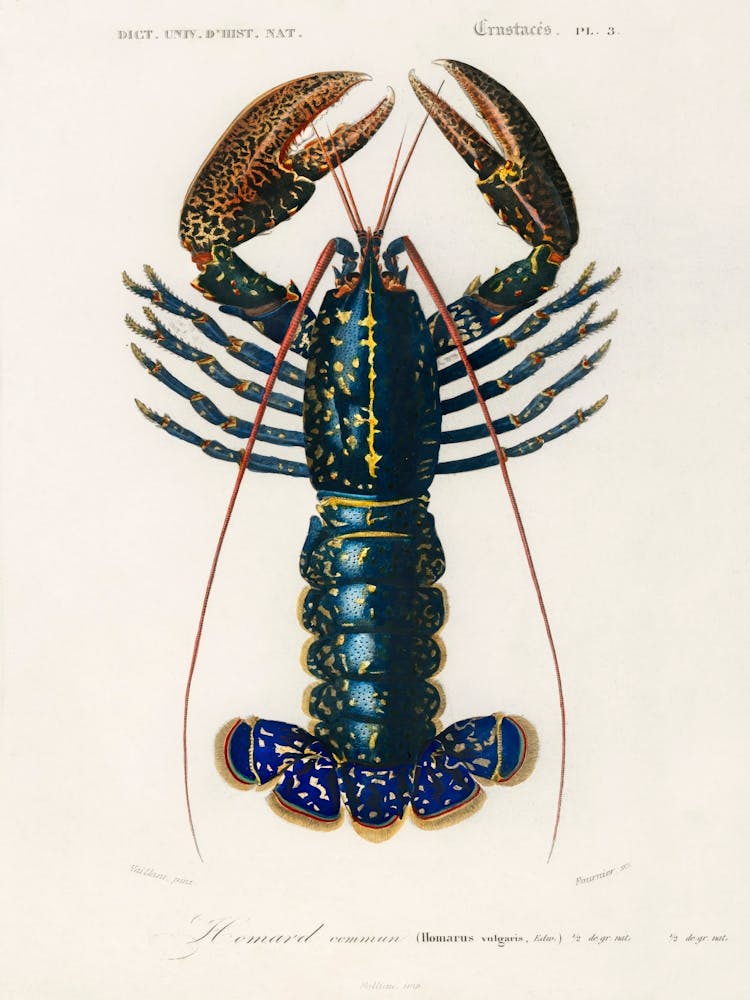 Crimson Crawfish (Palemon Ornatum), Charles Dessalines D'Orbigny 1