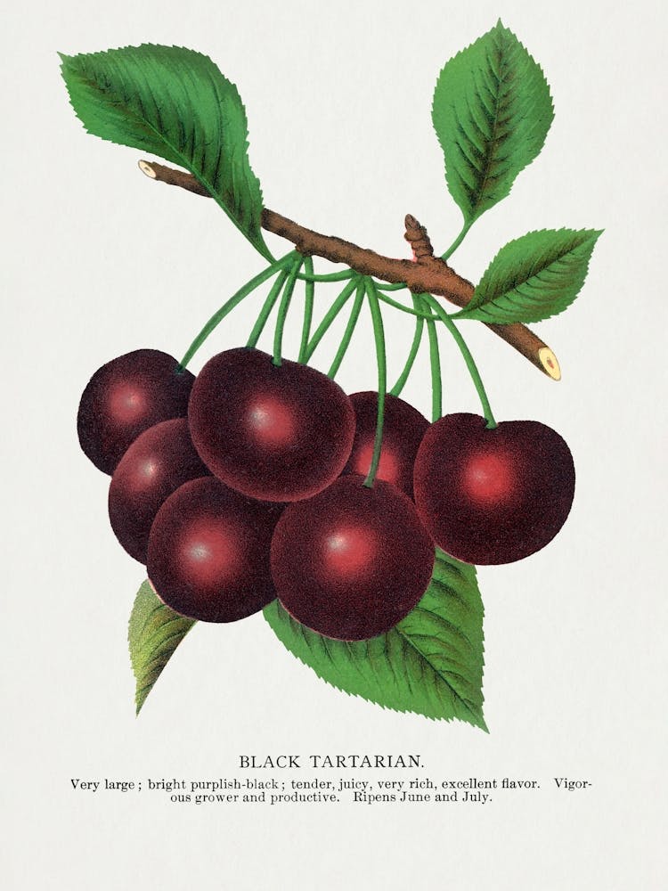 Vintage Botanical _2697925