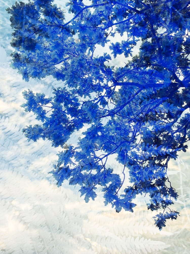 Summer Sky