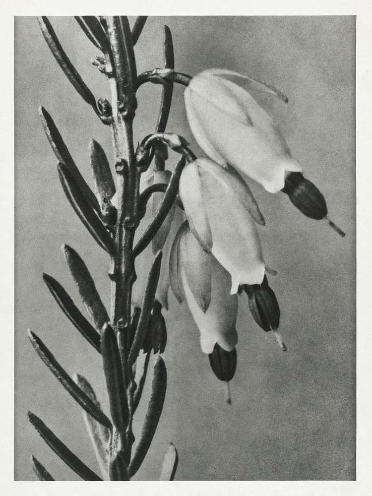 Winter Heath, Karl Blossfeldt