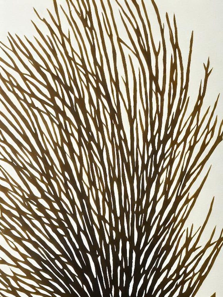 Acropora Cytherea Ii Linocut