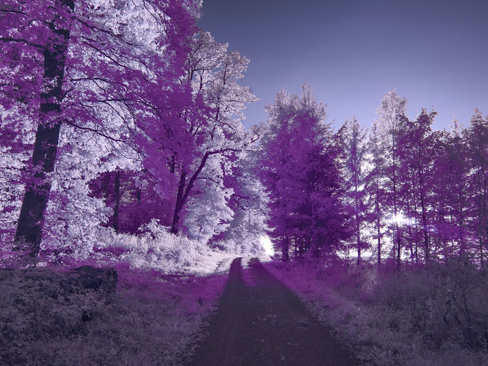 Purple Forest