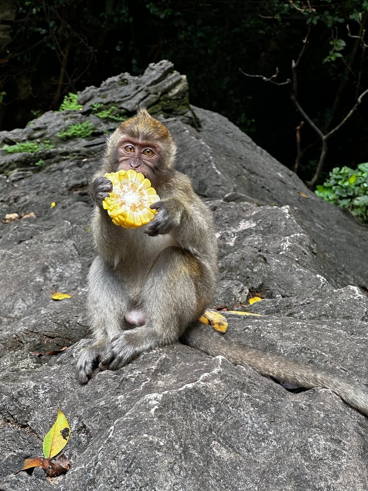 Monkey Eating corn 🌽