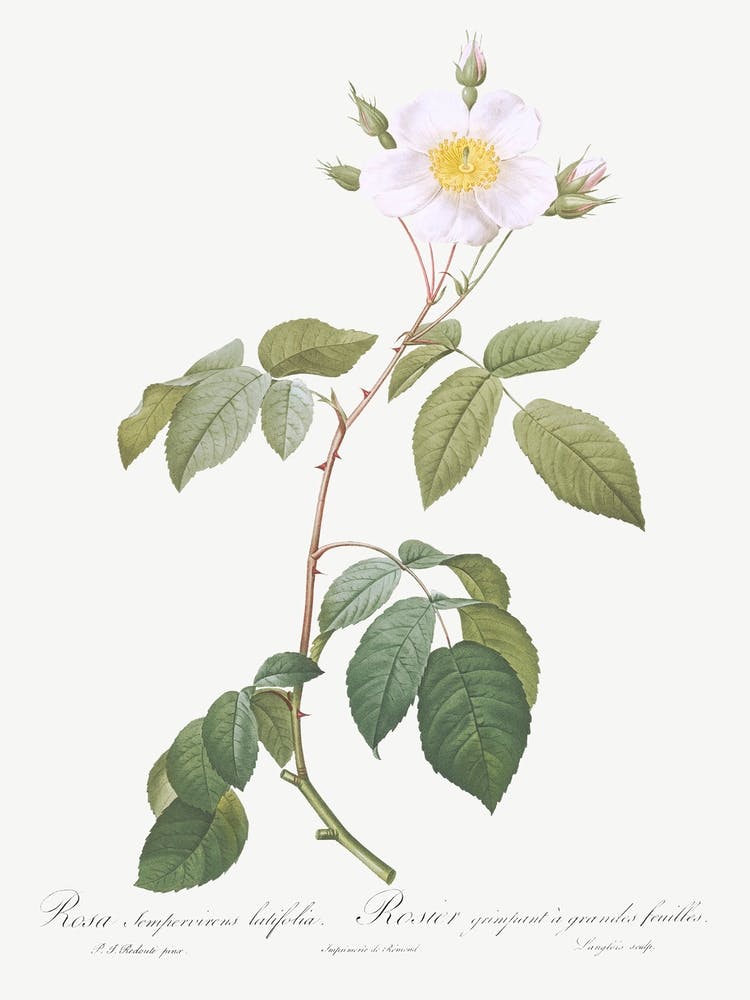 Big Leaved Climbing Rose, Pierre Joseph Redoute