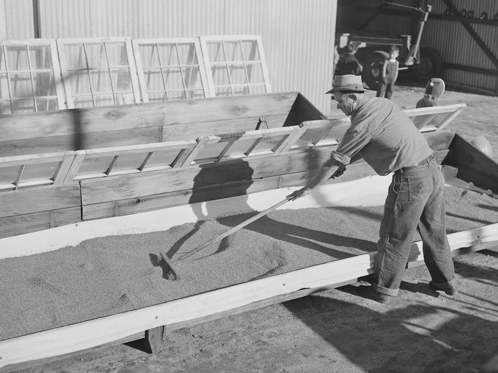 Salinas, California, Spreading Guayule Seed Out For Drying In The Nursery Of The Intercontinental Rubber Producers By