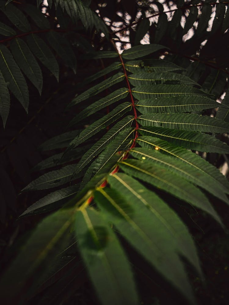Green Tropical Leaf