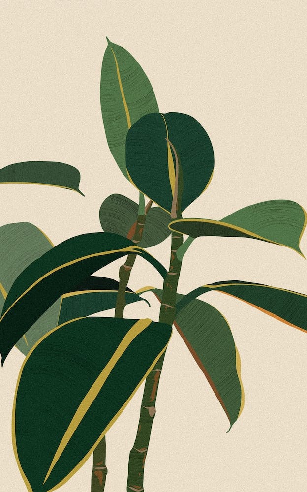 Plante Ficus