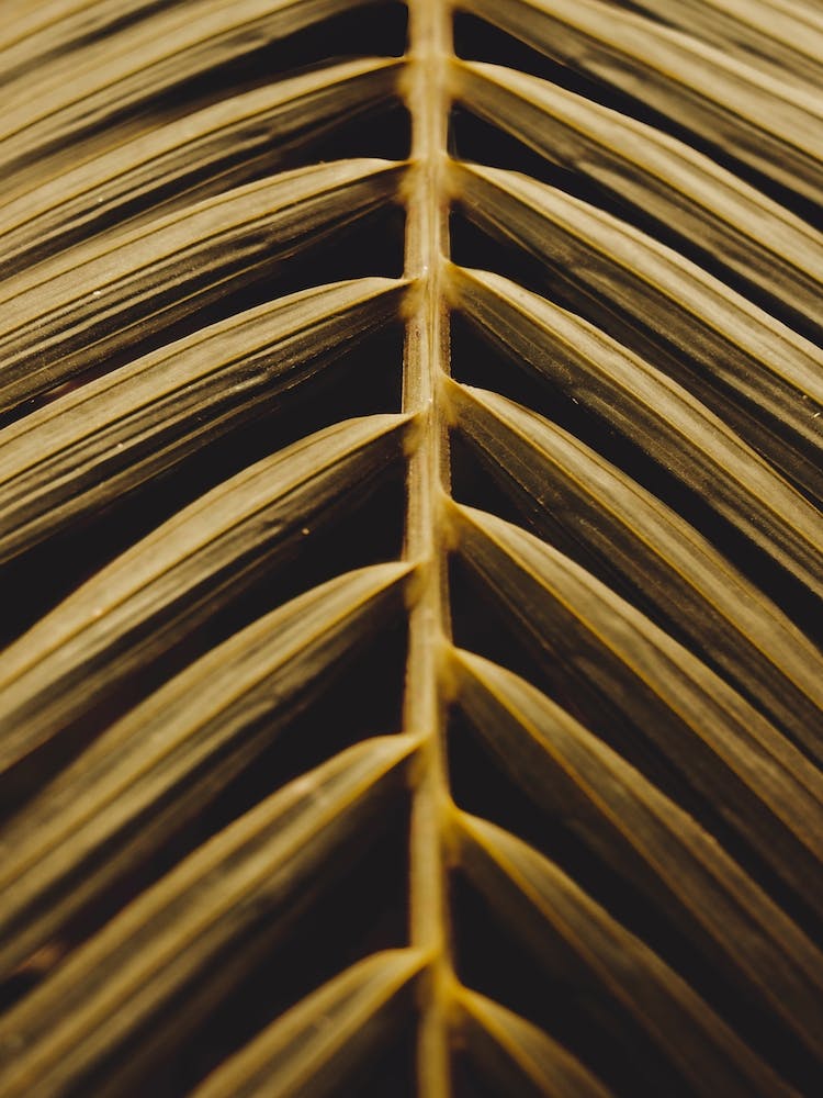 Golden Palm Leaf