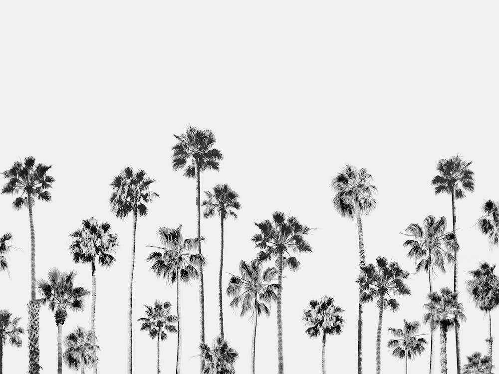 Black & White Palms 2