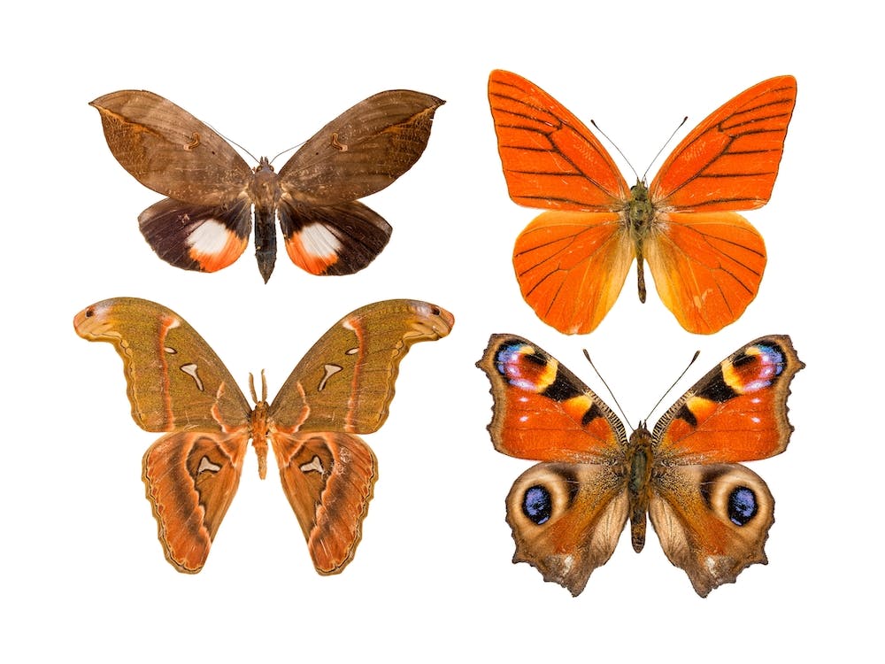 Four Orange Butterflies