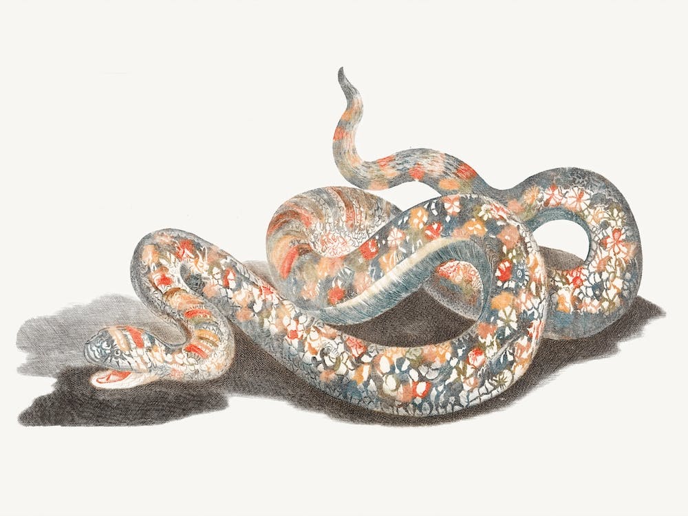 A Snake, Johan Teyler