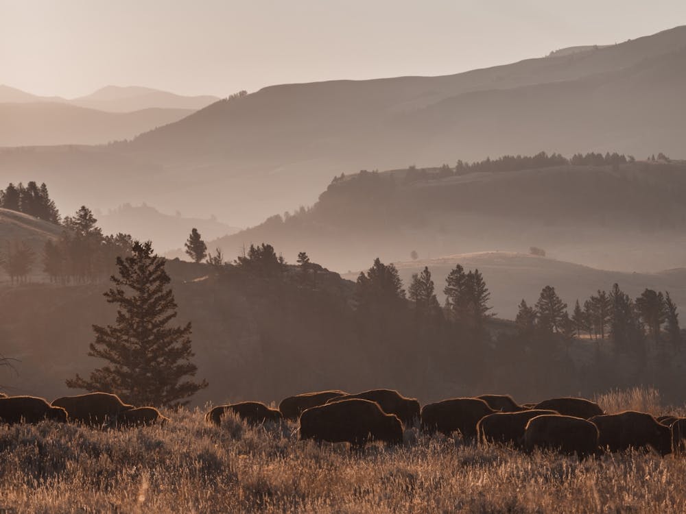 Bison Herd At Sunrise