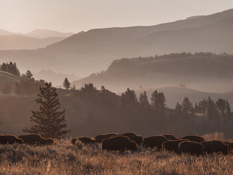 Bisonherde bei Sonnenaufgang