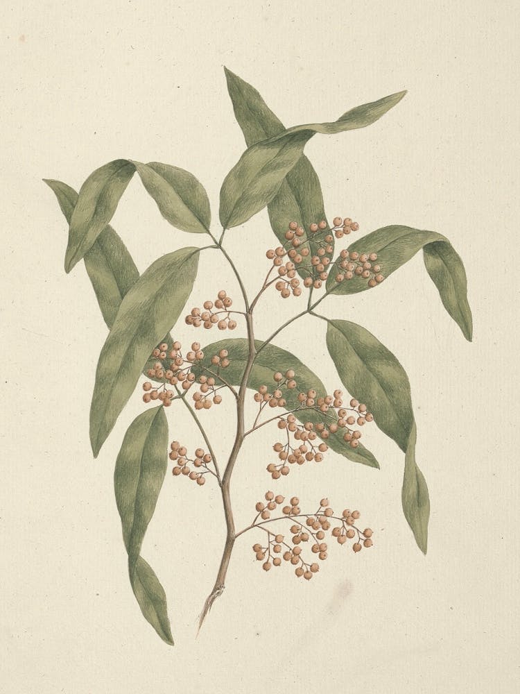 Rhus Retinorrhoea Oliver, Luigi Balugani