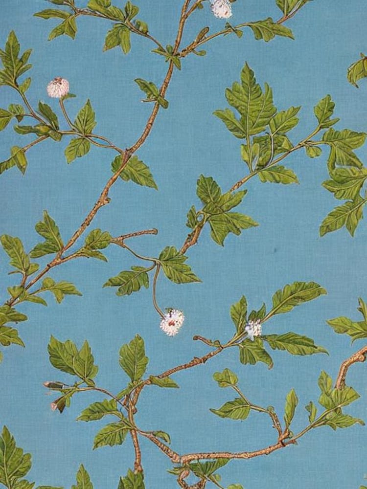 Chinese Pistache 2 tree Vintage Botanical