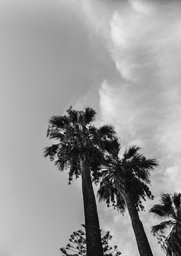 Palms And Clouds
