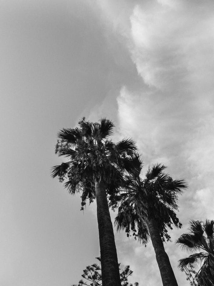 Palms And Clouds