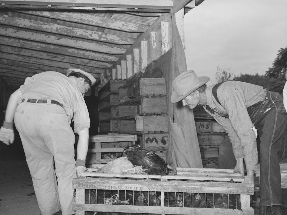 Handling Crate Of Chickens At Cooperative Poultry House, Brownwood, Texas By Russell Lee