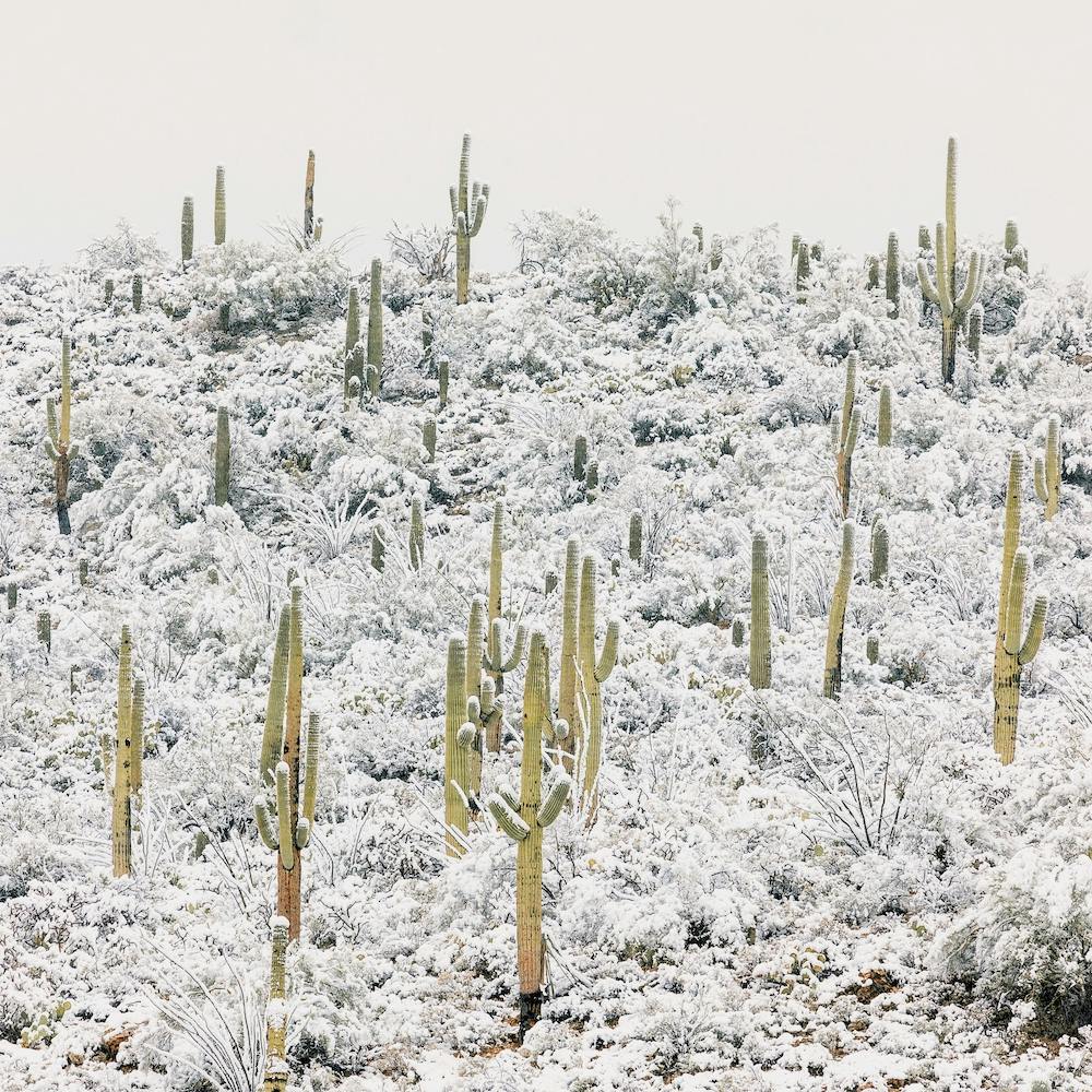 Snow Covered Cactus Hill