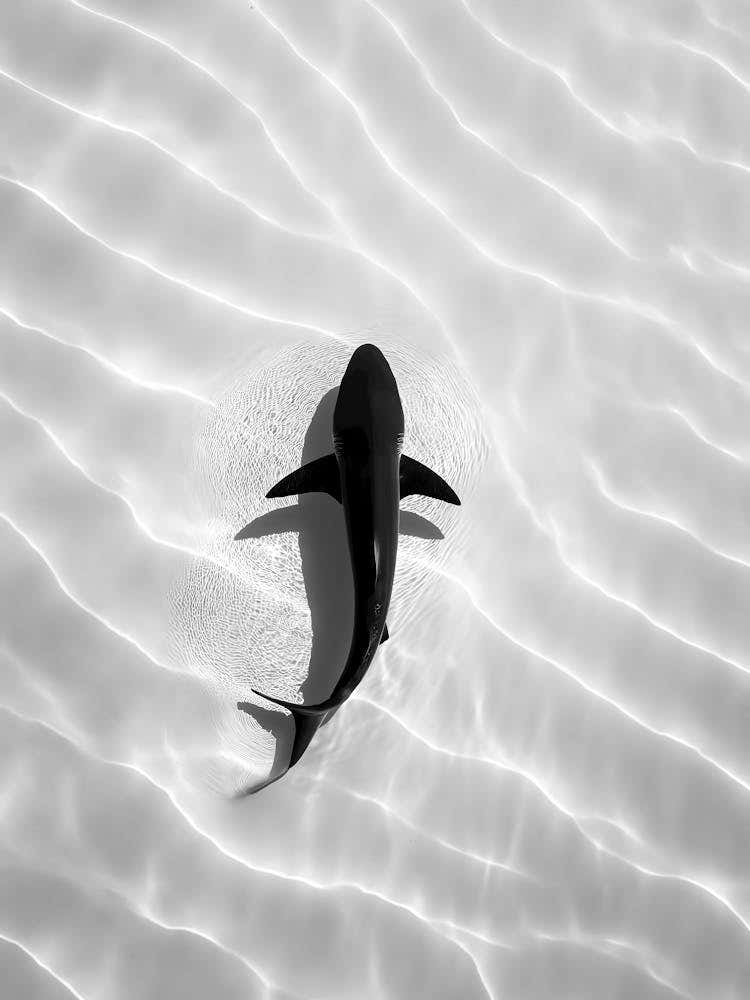 Black And White Shark
