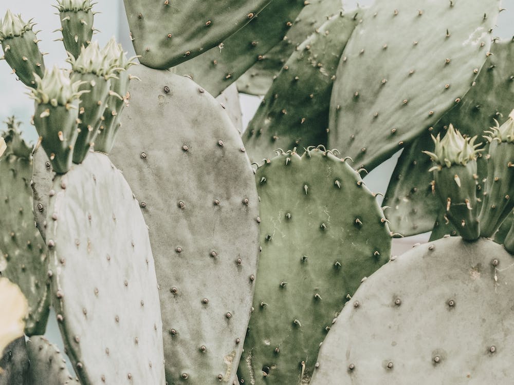 Muted Green Cactus