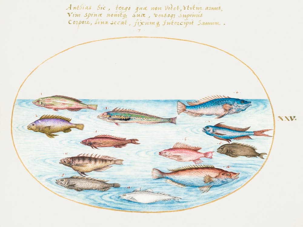 Mediterranean Rainbow Wrasse, Swallowtail Sea Perch And Other Fish (1575–1580), Joris Hoefnagel