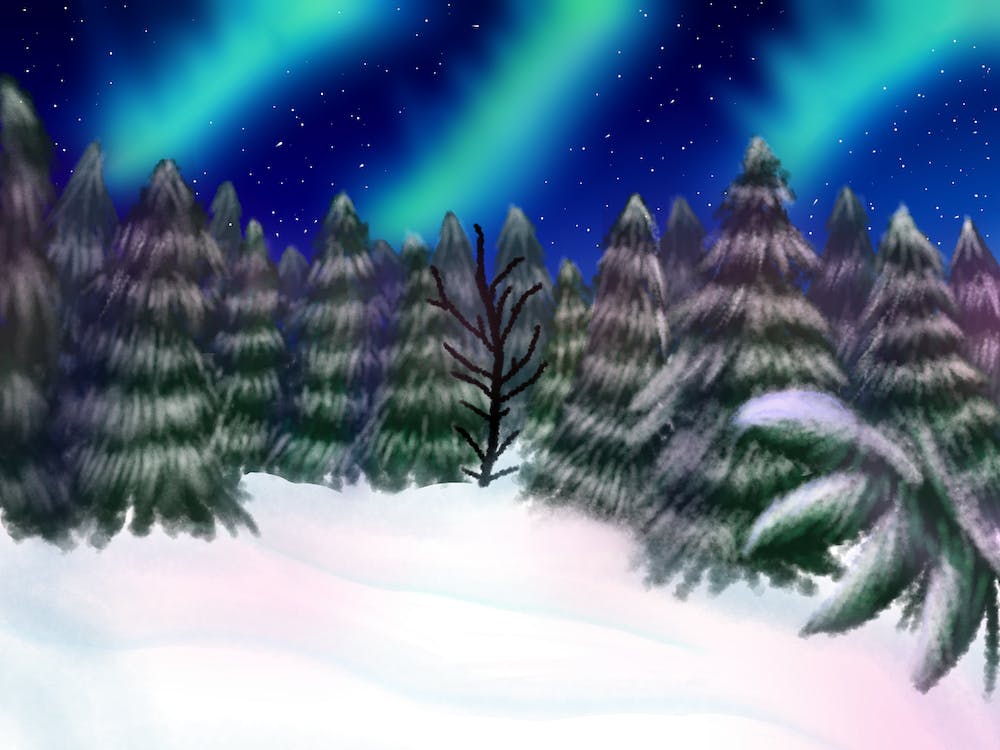 Snowy trees northern lights