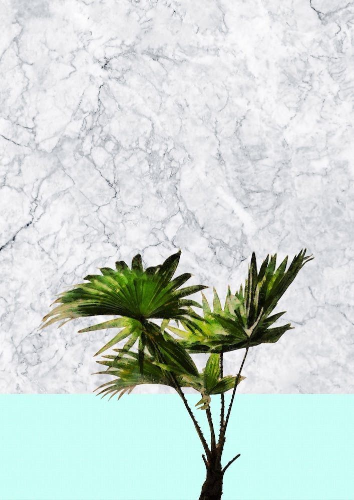 Palm Plant on Marble and Pastel Blue Wall