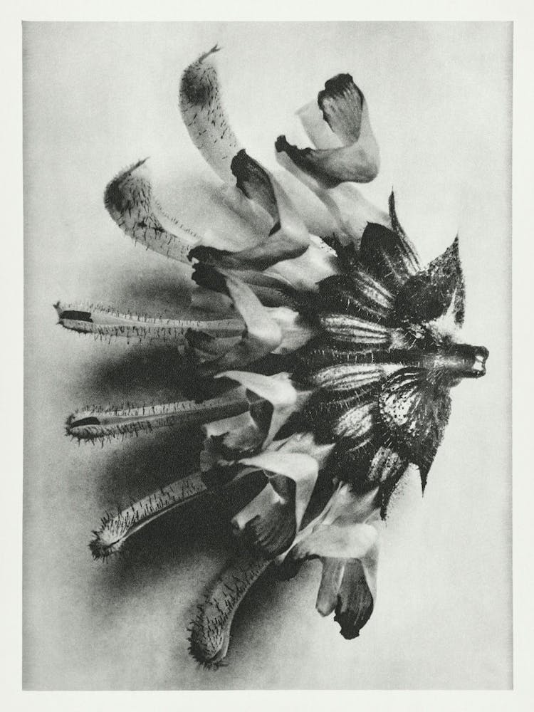 Silver Sage (1928), Karl Blossfeldt
