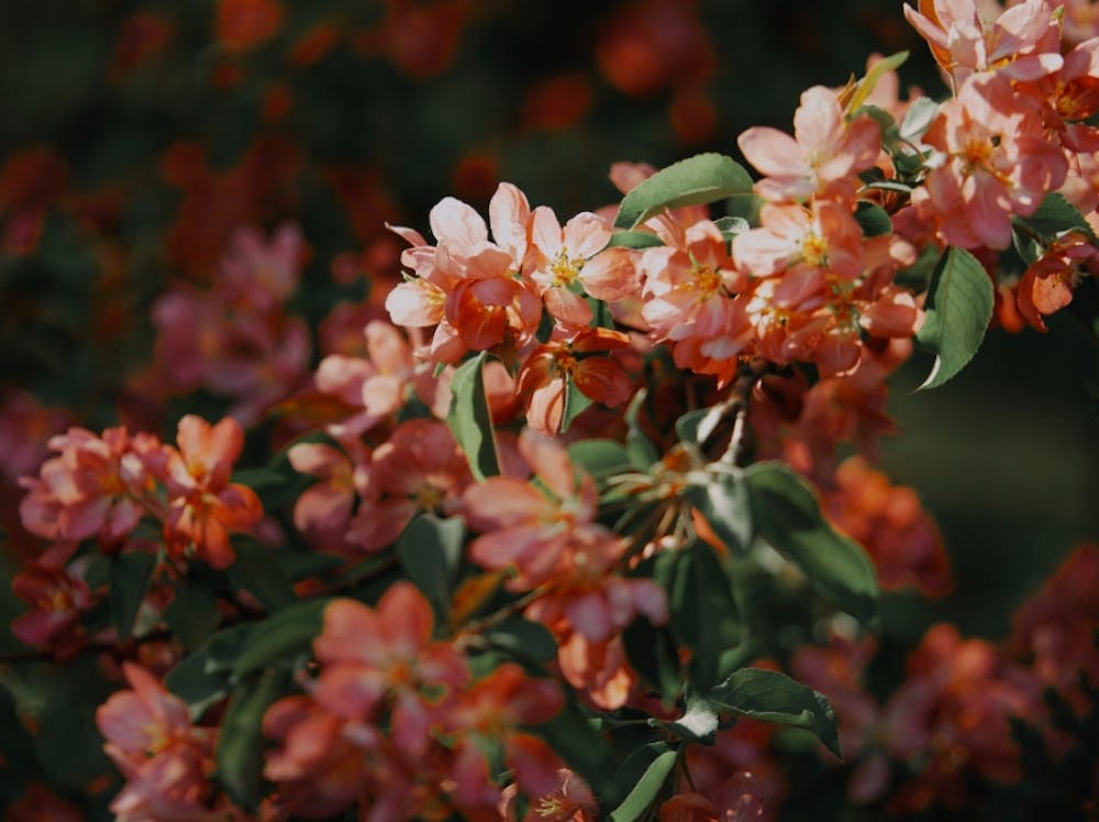 Close Up Of Pink Blossoms 16730750