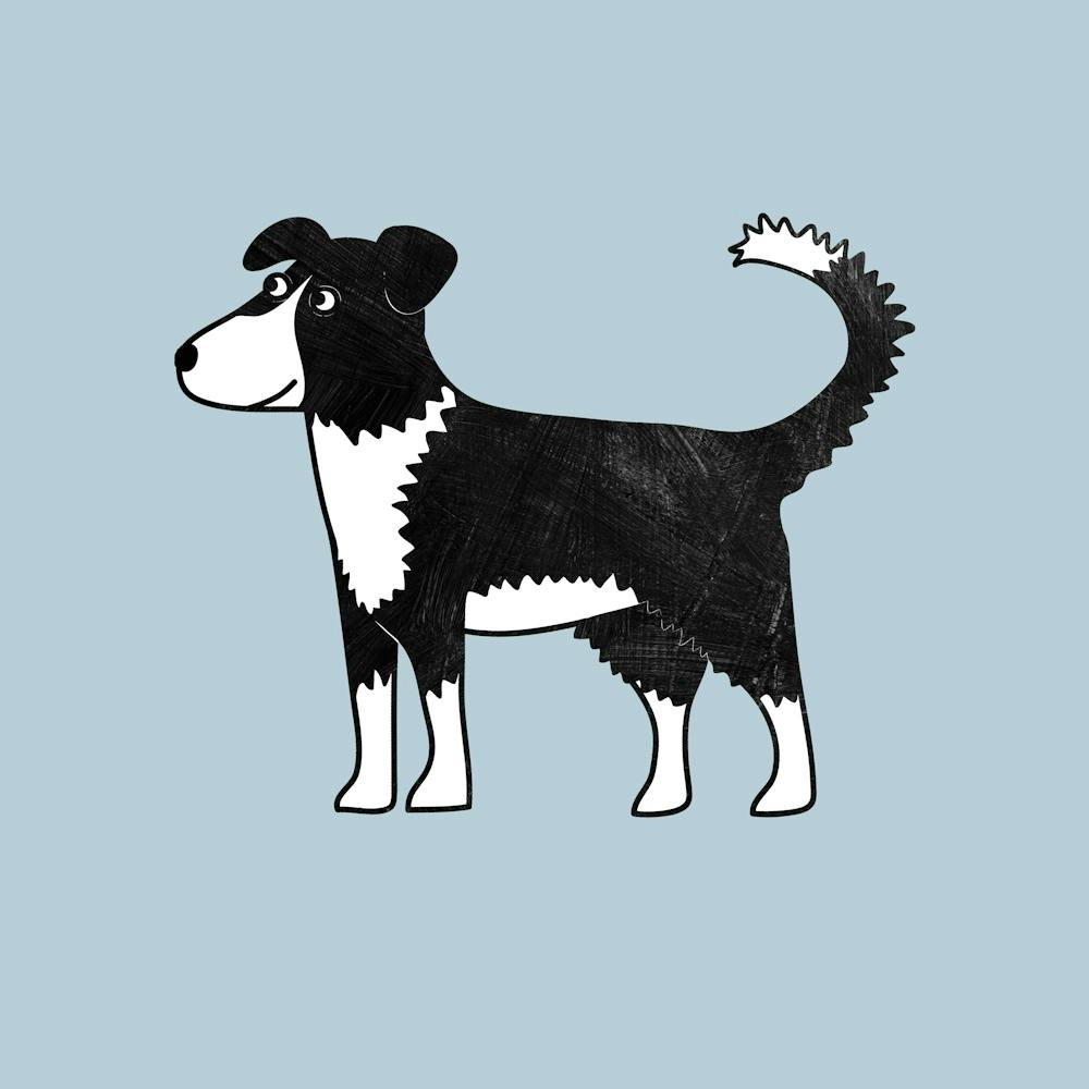 Border Collie Dog
