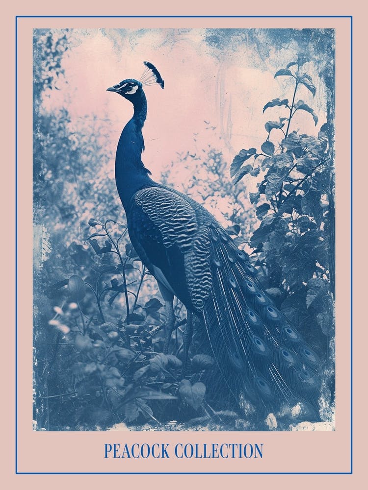 Peacock In The Wild Cyanotype Inspired 3 Poster
