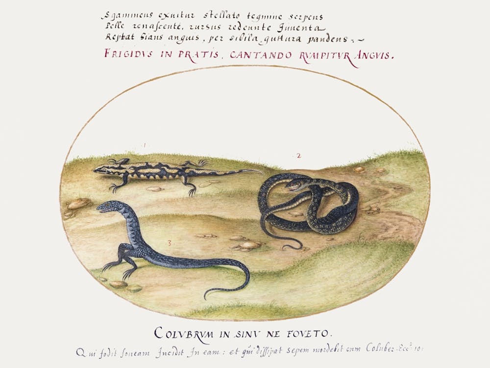 Snake, Salamander, And Snakelike Creature With Two Legs (1575–1580), Joris Hoefnagel