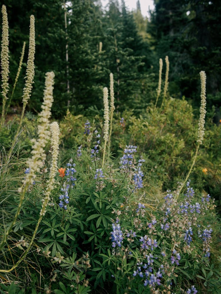 PNW Fleurs Sauvages