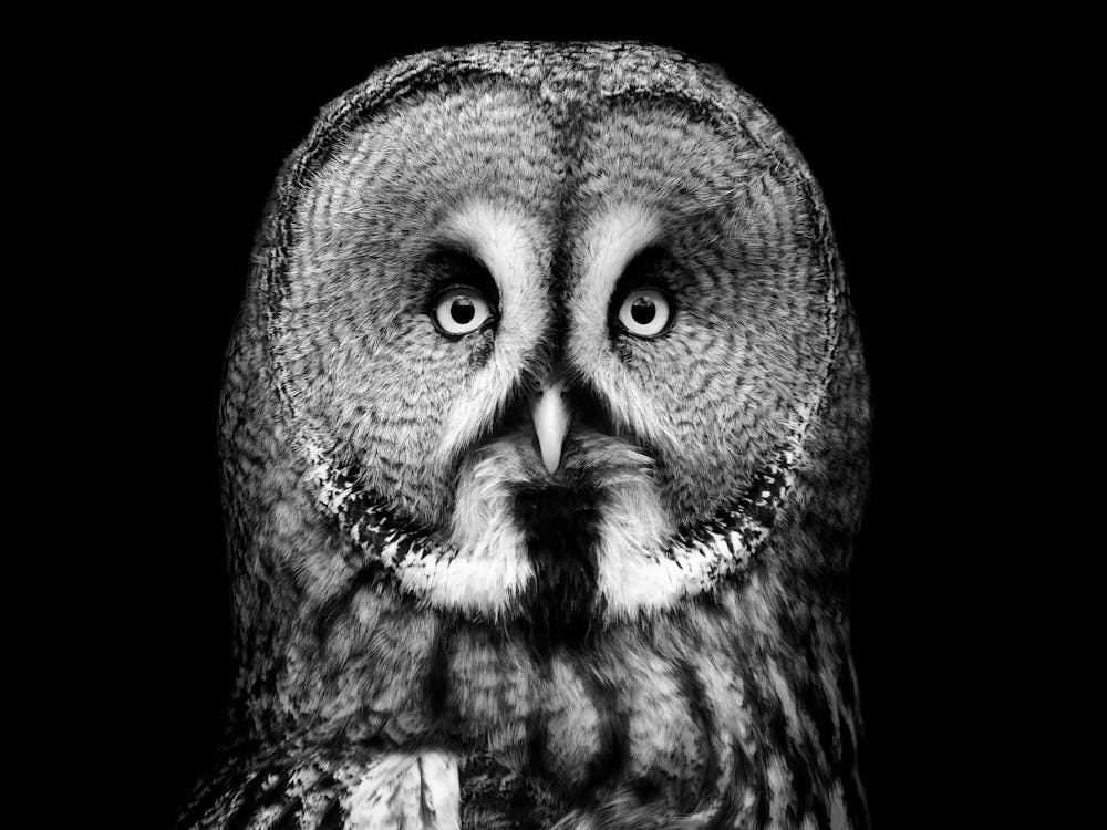 Black and White Owl